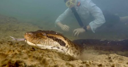 Cel mai lung sarpe din lume, gasit mort in padurea amazoniana. Ce lungime avea animalul de 200 de kilograme