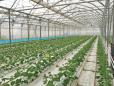 Cooperativa <span style='background:#EDF514'>AGRICOLA</span> de Productie Drobeta din Mehedinti vrea sa ia fonduri europene pentru a-si face sere de legume ecologice