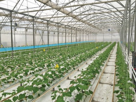 Cooperativa Agricola de Productie Drobeta din Mehedinti vrea sa ia fonduri europene pentru a-si face sere de legume <span style='background:#EDF514'>ECOLOGIC</span>e