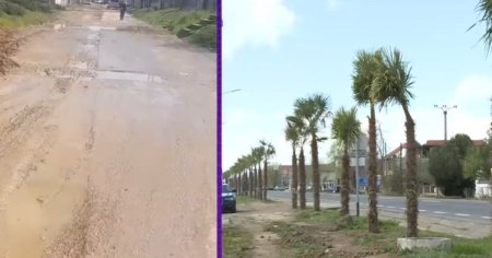 Primarul care plantat palmieri pe marginea drumului, desi comuna pe care o conduce nu are asfalt pe drum VIDEO