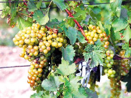 Producatorul de vin Jidvei angajeaza 250 de muncitori din Nepal pentru a putea face fata lucrarilor necesare in vie