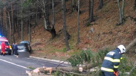 O familie cu cinci copii, <span style='background:#EDF514'>LA UN PAS DE MOARTE</span> dupa ce un copac a strivit masina in care se afla