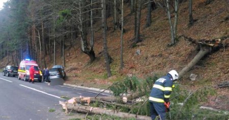 Copac cazut peste o masina in care se aflau cinci copii. Aproape de tragedie in Muresenii Bargaului