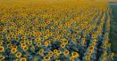 Romania a fost in 2023 pe locul doi in UE la productia de floarea-soarelui