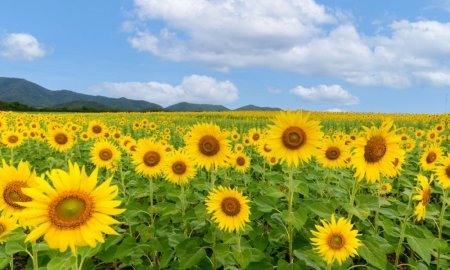 Romania s-a situat anul trecut pe primul loc in UE la suprafata cultivata cu floarea soarelui si porumb boabe