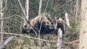 Un <span style='background:#EDF514'>PADURAR</span> din Suceava a dat nas in nas cu patru ursi. Ce a urmat VIDEO