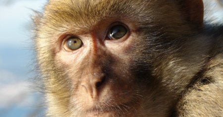 Jefuiesc banci, ataca turisti si isi ucid stapanii: cele mai grave atacuri comise de maimute in Thailanda