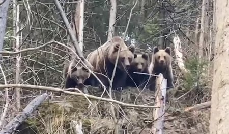 Reactia unei ursoaice cu trei pui, dupa ce vede un padurar | Video