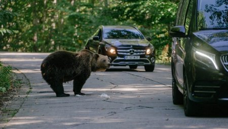 CNN scrie ca dupa ce Europa si-a salvat ursii de la disparitie, unele tari (intre ele Romania) vor mai multe drepturi pentru a-i impusca