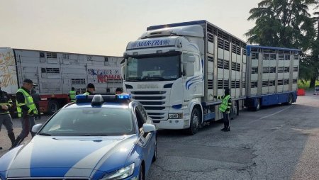 <span style='background:#EDF514'>SOFER ROMAN</span> cu TIR-ul plin cu miei, amendat cu 6.500 de euro, in Italia. Toate animalele au fost descarcat din camion