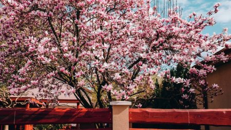 Cea mai veche planta de pe Pamant: Magnolia si semnificatiile ei