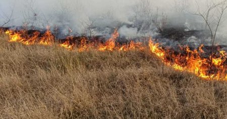 Peste 100 de hectare de vegetatie uscata si plantatie silvica au fost distruse de un incendiu la Vaslui. De la ce a pornit focul