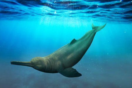 Fo<span style='background:#EDF514'>SILA</span> gigant: descoperirea uimitoare a unui delfin preistoric monstruos, dezvaluie unul din secretele Amazonului!