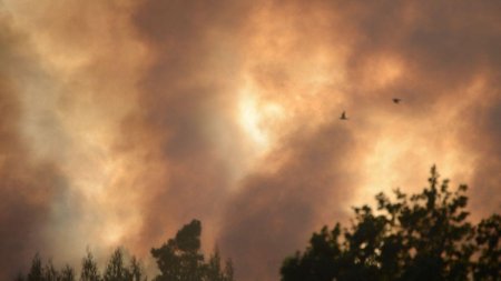 Incendiu de padure pe 6 hectare, in zona Valea Doftanei