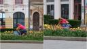 Femeie din Cluj, surprinsa in timp ce fura lalele din spatiul public pentru a le vinde mai departe