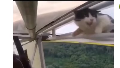 Nu va faceti griji, au 9 vieti. Doi americani care zburau cu deltaplanul s-au trezit cu o pisica pe <span style='background:#EDF514'>ARIPI</span>, in timp ce erau in aer