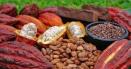 Producatorii de boabe de cacao vor fi platiti cu 50% mai mult in Coasta de Fildes