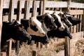 Danone Romania a finalizat o investitie de 7 milioane de euro pentru sustinerea micilor fermieri din zona Zimnicea care livreaza lapte catre fabrica de <span style='background:#EDF514'>IAURT</span> din Bucuresti