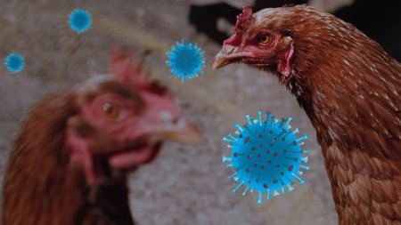 Gripa aviara: O persoana infectata de la o bovina in Statele Unite