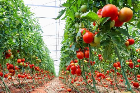 Precizari MADR pentru producatorii de tomate: Dosarele pentru ajutorul de stat nu trebuie sa fie in<span style='background:#EDF514'>SCRISE</span> in SIMM