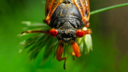 Americanii se pregatesc de confruntarea cu Armagedonul cicadelor, cea mai mare invazie din ultimii zeci de ani