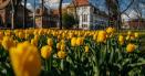 Care este cel mai vizitat parc din Timisoara. O gradina cu 109.344 lalele, colorate si parfumate FOTO