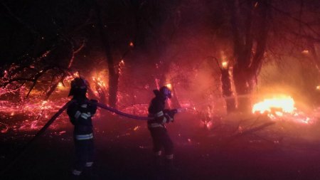 Incendiu de proportii intr-o padure din Galati. Flacarile s-au extins pe 10 hectare | <span style='background:#EDF514'>GALERIE FOTO</span> & VIDEO