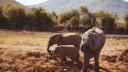 Botswana ameninta ca va trimite 20.000 de elefanti in Germania: 
