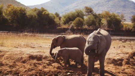 Botswana ameninta ca va trimite 20.000 de elefanti in Germania: Nu este o gluma!