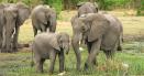 Botswana vrea sa doneze Germaniei 20.000 de elefanti. Care este conditia: 
