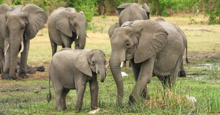 Botswana vrea sa doneze Germaniei 20.000 de elefanti. Care este conditia: Nu este o gluma