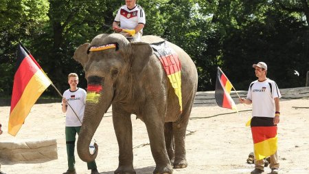 Botswana vrea sa trimita 20.000 de elefanti in Germania: Sa locuiasca germanii cu animalele!
