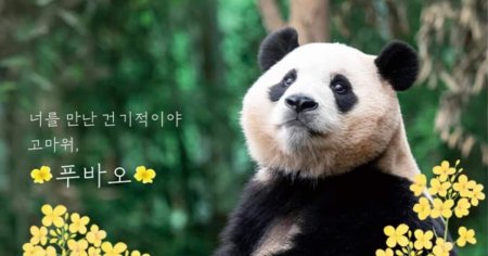 Sud-<span style='background:#EDF514'>COREENI</span>i si-au luat la revedere de la Fu Bao, un panda gigant care va fi dus in China VIDEO