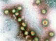 Lipsa de imunitate creste riscul unei pandemii de gripa aviara, atentioneaza <span style='background:#EDF514'>EFSA</span>