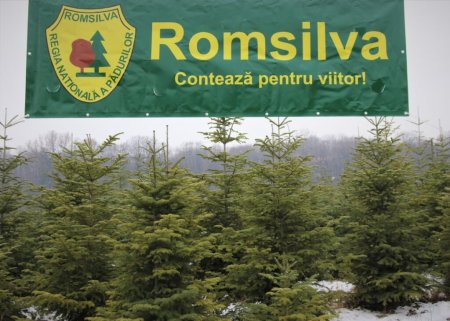 Cresc veniturile sefilor de la Romsilva si scad bonusurile pentru angajati