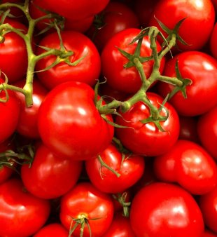 Legumicultorii olteni au scos prima recolta de tomate. De la cat porneste pretul