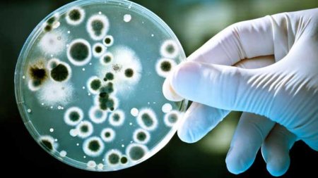 Descoperire: bacteriile care te scapa de <span style='background:#EDF514'>COLESTEROL</span>