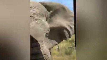 <span style='background:#EDF514'>IMAGINI SOCANTE</span> intr-un safari din Africa. O femeie a murit dupa ce a fost atacata de un elefant. VIDEO