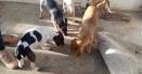 Amenda uriasa pentru o femeie care crestea zeci de caini si de pisici, in conditii infioratoare VIDEO