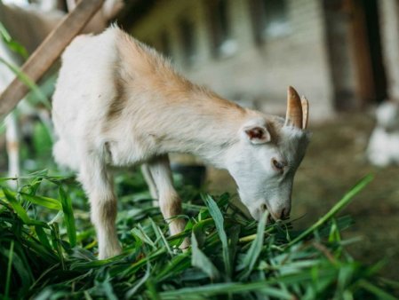 Autoritatile de pe o mica insula italiana, invadata de capre, ofera animalele spre adoptie