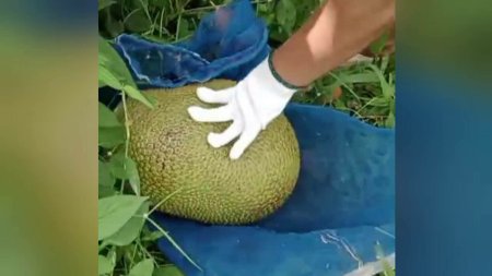 Romanii, dornici de rambutan, mangustan, pitaia si durian. Unii fac chiar comenzi speciale pentru maprang si sapodilla