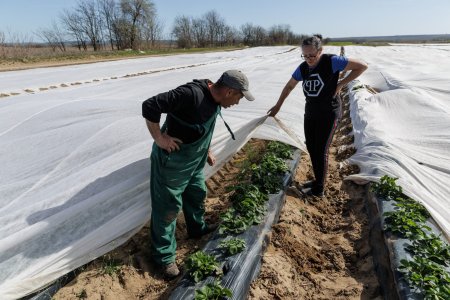 VIDEO REPORTAJ. Inspirati de fermele unde au lucrat in strainatate, producatorii doljeni investesc intr-o cultura mai banoasa decat <span style='background:#EDF514'>PEPENI</span>i: Se coc capsunile la Dabuleni