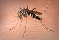 Argentina, in pragul celei mai grave epidemii de febra dengue, se lupta cu penuria de insecticide