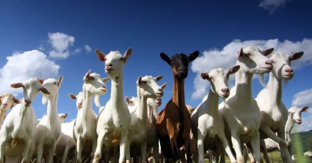 Insula din Italia care ofera capre vizitatorilor! Motivul pentru care turistii le primesc gratis