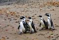 <span style='background:#EDF514'>OAMENII DE STIINTA</span> incearca sa afle ce a provocat moartea a mii de pinguini
