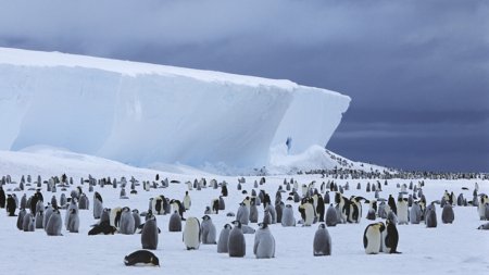 Oamenii de stiinta investigheaza moartea a mii de pinguini din cauza gripei aviare. Un impact masiv asupra vietii salbatice