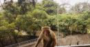 Hong Kong a emis o alerta sanitara: un barbat a contractat un virus rar si mortal, dupa ce a fost atacat de o maimuta in parc