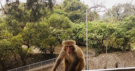 Hong Kong a emis o alerta sanitara: un barbat a contractat un <span style='background:#EDF514'>VIRUS</span> rar si mortal, dupa ce a fost atacat de o maimuta in parc