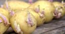 Mai pot fi consumati cartofii incoltiti? Specialistii dezvaluie ce substante nocive dezvolta leguma preferata a romanilor