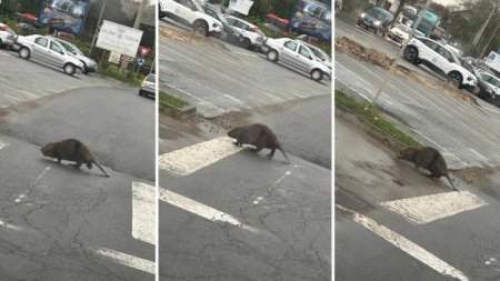 Imagini incredibile in Cluj: Un castor civilizat, surprins in timp ce traversa strada pe trecerea de pietoni